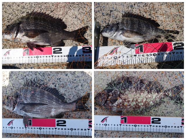 20170819釣果1.jpg