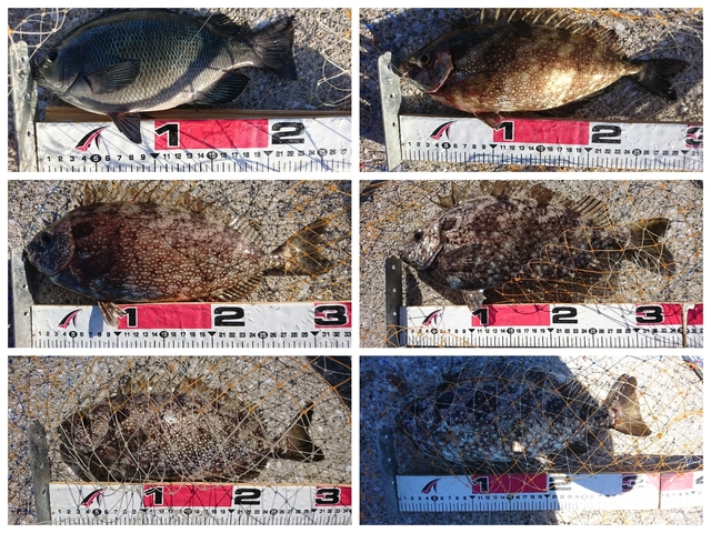 20180817釣果2.jpg