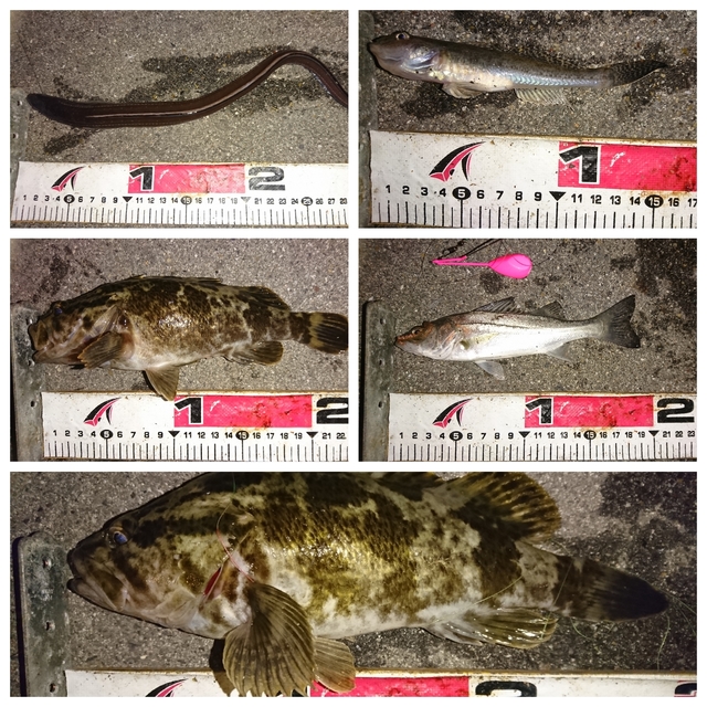 20190202釣果1.jpg