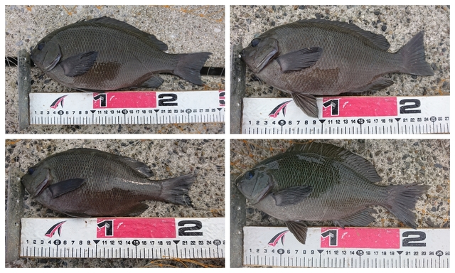 20190623釣果1.jpg