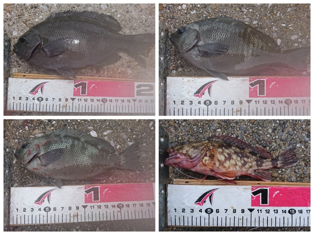 20190706釣果2.jpg